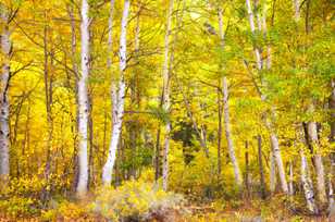 Aspens along Silver Lake-0427